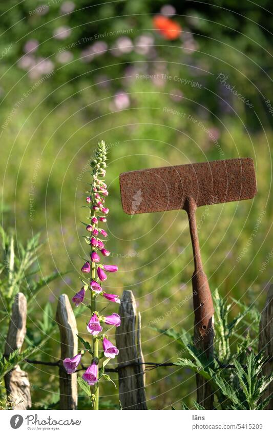 Fingerhut am Staketenzaun Natur Zaun Zaungast Gartenhacke Farbfoto Blume Blüte Menschenleer Blühend