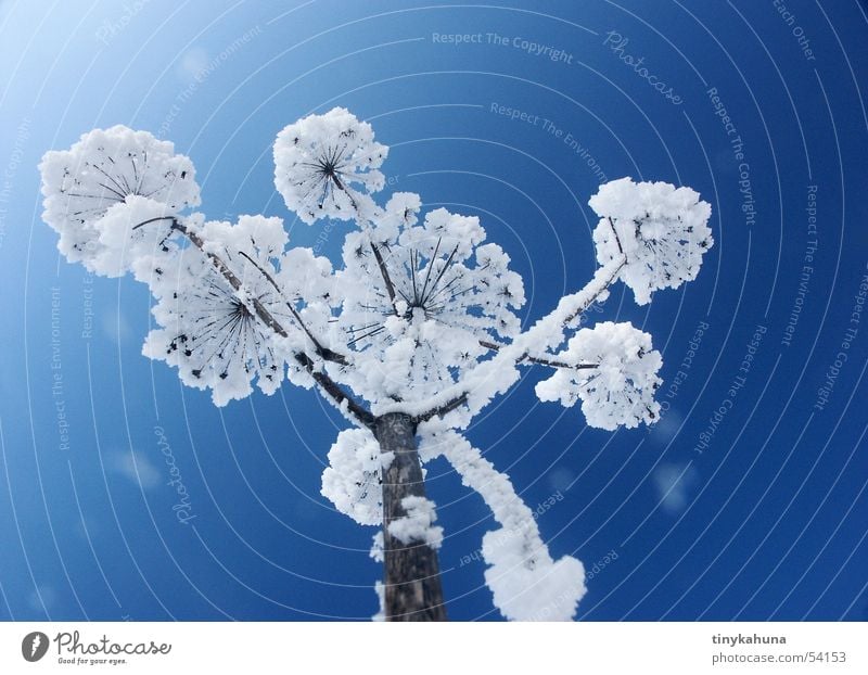 Schneeblume blau Wiese weiß Schneeflocke Gras Gewöhnliche Schafgarbe gefroren schön Raureif aufwärts Himmel hell Klarheit Perspektive Frost offen