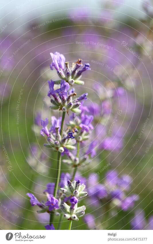 Lavendelblüten Blume Blüte Sommer Sommerblume Pflanze lila violett Nahaufnahme Makroaufnahme blühen wachsen natürlich Unschärfe Duft Lavendelduft Sommergefühl