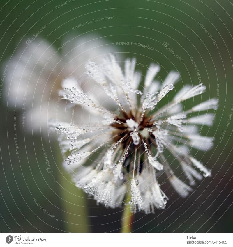 Dauerbrenner bei PC |Pusteblume mit Tautropfen Löwenzahn Samenstand Schirmchen Tropfen nass Nahaufnahme Makroaufnahme Natur Detailaufnahme