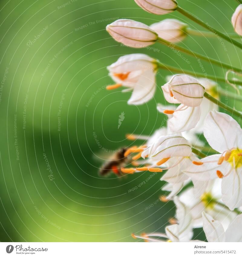 Landeanflug Biene Blume Natur fleißig Duft nachhaltig natürlich genießen Lebensfreude Arbeit & Erwerbstätigkeit Pflanze Bienenweide Tier Pollen gelb fliegen