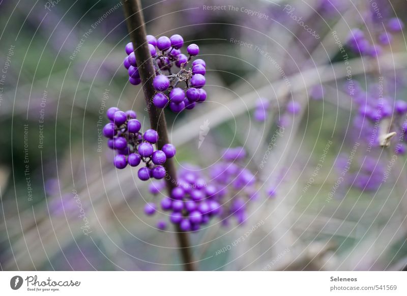 Perlen Umwelt Natur Herbst Winter Pflanze Sträucher Blüte Beeren Beerensträucher Blühend Wachstum natürlich violett Farbfoto Außenaufnahme Nahaufnahme