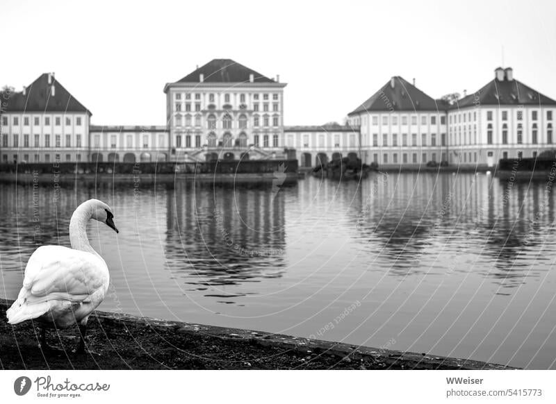 Ein nachdenklich eleganter Schwan vor einer bekannten Ansicht mit See und Schloss Park Schlossteich Panorama klassisch Außenaufnahme Burg oder Schloss