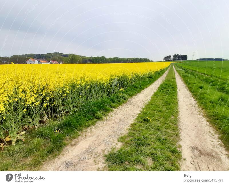 Feldweg führt an einem blühenden Rapsfeld entlang Landschaft Dorf Weg Frühling Wiese Himmel Hügel Perspektive Natur Landwirtschaft Rapsanbau Umwelt Nutzpflanze