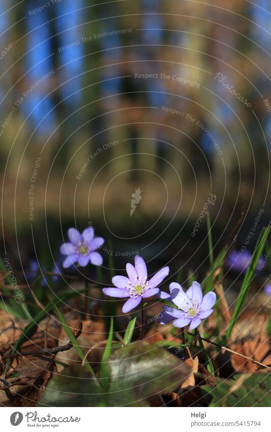 Leberblümchen im Wald Blume Blüte Frühblüher Vorfrühling Frühling Waldboden Buchenwald Laub Blätter vertrocknet blühen wachsen Natur Pflanze natürlich