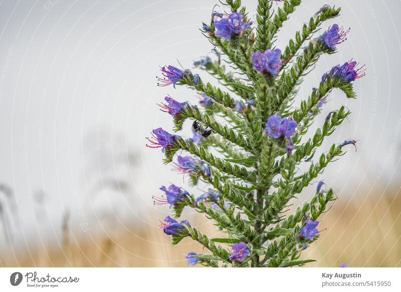 Biene sucht Wetterschutz am Gewöhnlicher Natternkopf Natur Pflanze Blüte Nahaufnahme Farbfoto Außenaufnahme Blühend Sommer Echium vulgare Gemeiner Natternkopf