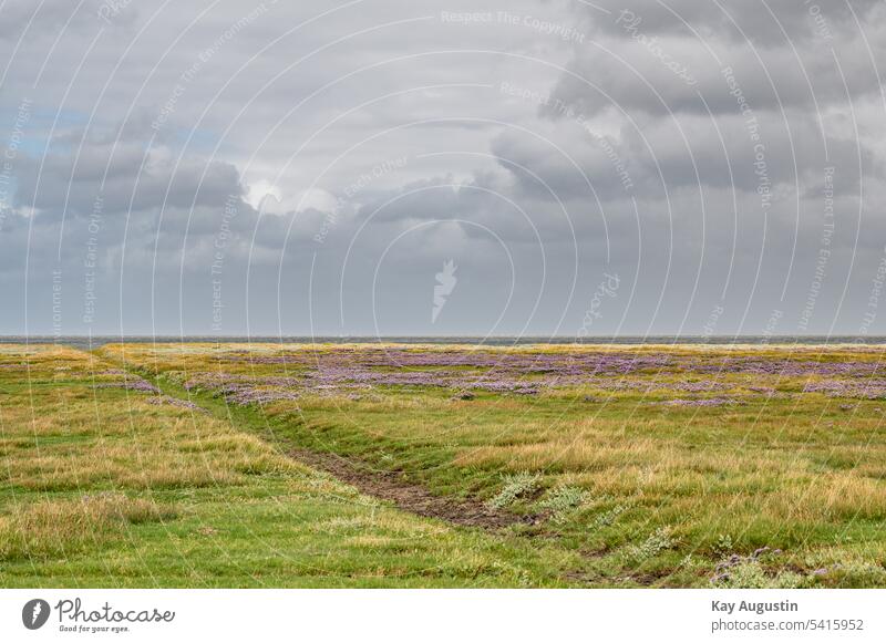 Salzwiesen entlang am Wattenmeer Nordsee Küste Nordseeküste Natur Gezeiten Insel Horizont Erholung Landschaft Ferien & Urlaub & Reisen Sommer Himmel Meer