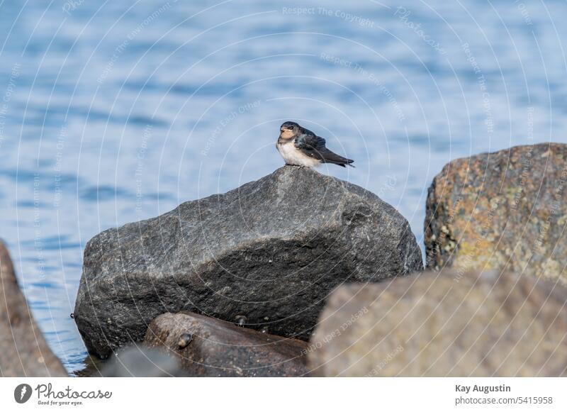 Rauchschwalbe am Wattenmeer Sylt Hirundo rustica Hausschwalbe Fauna Vogelwelt Singvögel Passeri Gabelschwalbe Sommervogel Nordseeküste Insel Sylt Klein Vogel