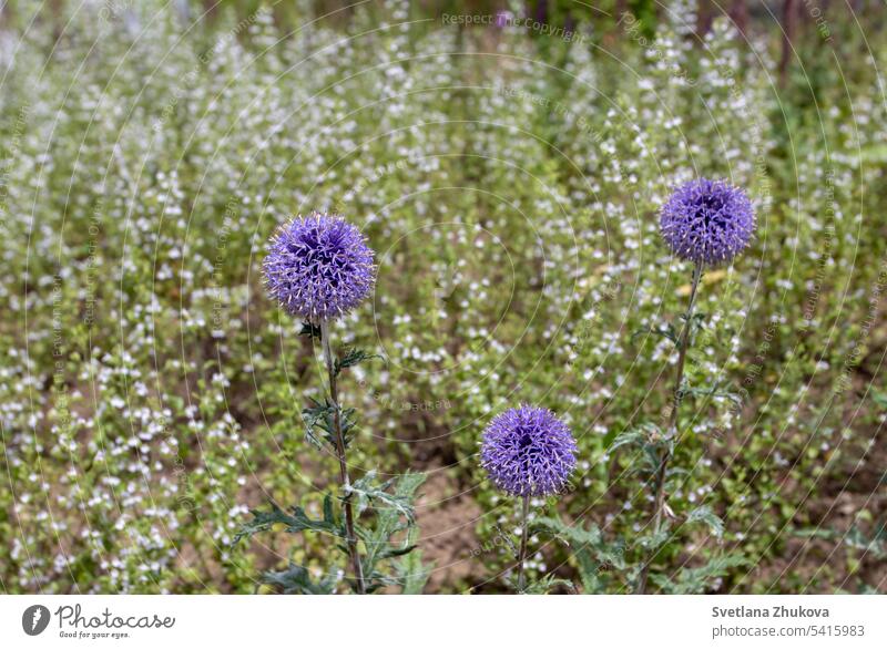 Drei schöne Blütenköpfe von Echinops ritro oder Südliche Kugeldistel Ackerkratzdistel Blütezeit Pflanze Globus rund blau Blumen Blütenkopf Überstrahlung Garten