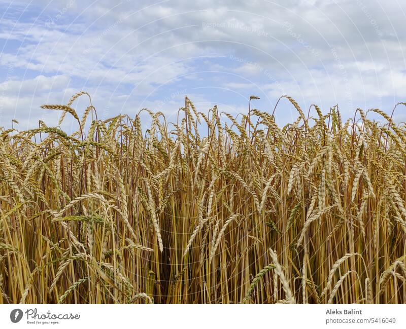 Reifes Getreide reif Erntezeit Ernährung Landwirtschaft Feld Ackerbau Kornfeld Nutzpflanze Getreidefeld Sommer Natur Menschenleer Pflanze Außenaufnahme Farbfoto