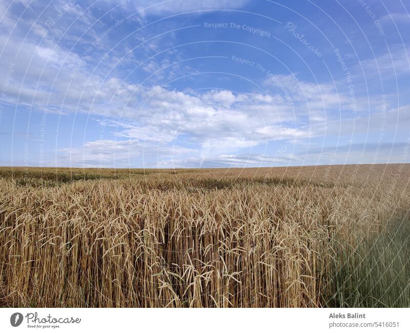 Reifes Getreidefeld und Wolkenhimmel reif Ernte Himmel Feld Landwirtschaft Sommer Kornfeld Nutzpflanze Ähren Ernährung Lebensmittel Außenaufnahme Menschenleer