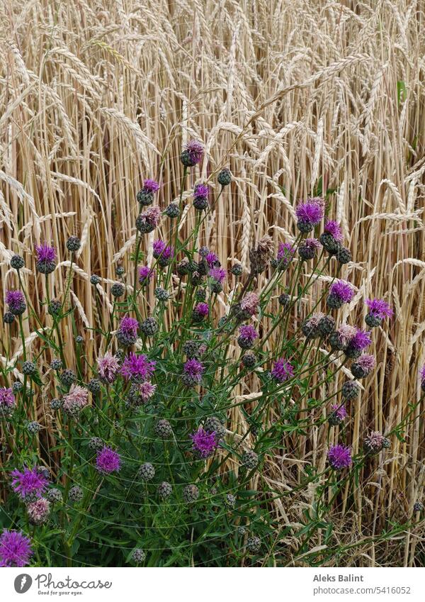 Disteln vor Getreidefeld Ernte Feld Sommer Landwirtschaft Kornfeld Außenaufnahme Natur Pflanze Menschenleer Nutzpflanze Ähren Lebensmittel Umwelt Wachstum