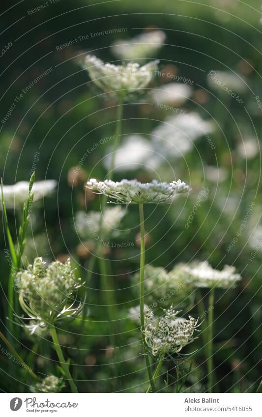 Wiese mit wilden Möhren Wildemöhre Wilde Möhre Wilde Möhrenblüte Wiesenblume Natur Wildpflanze Außenaufnahme Pflanze Blüte Sommer Schwache Tiefenschärfe weiß