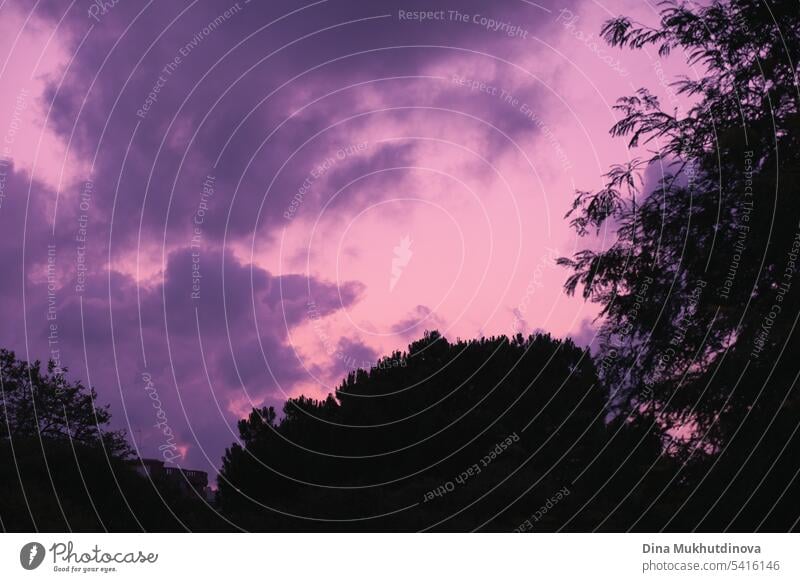 rosa und lila Himmel mit Wolken bei Sonnenuntergang und Silhouetten von Bäumen Baum Park Sonnenaufgang purpur Außenaufnahme Natur Menschenleer Landschaft