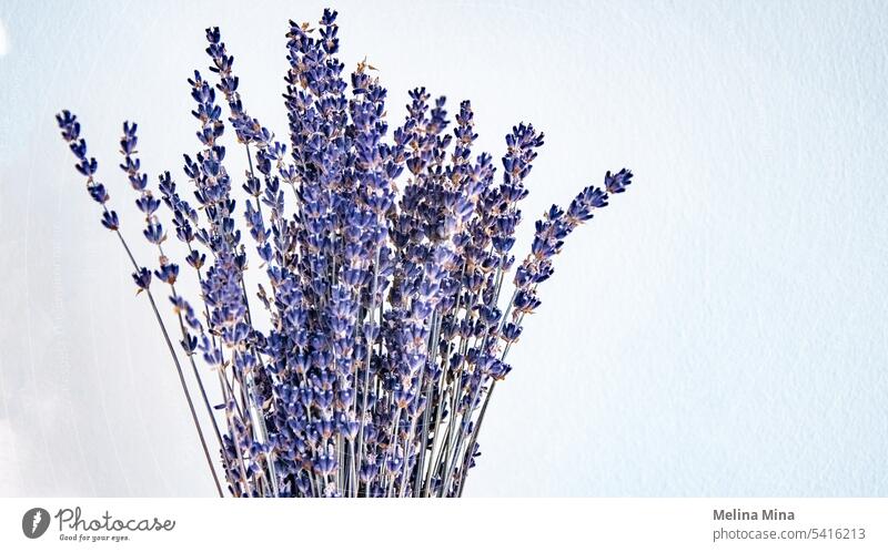 Lavendel an einer Wand Hintergrundbild Blume Duft Blüte Lavendelblüte Lavendelduft Sommer purpur violett Natur sommerlich blühender Lavendel Tageslicht Düfte