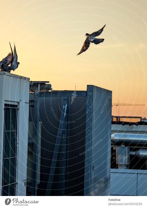 Über den Dächern von Berlin habe ich wohl im Licht des frühen Sonnenuntergangs ein paar Tauben aufgeschreckt. Tag Außenaufnahme Farbfoto Fenster grau Dach Abend