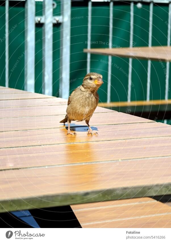 Ein kleiner Spatz sitzt auf dem Tisch eines Restaurants, macht einen langen Hals und wartet darauf, dass Krümel für ihn übrig bleiben. Vogel Tier Außenaufnahme