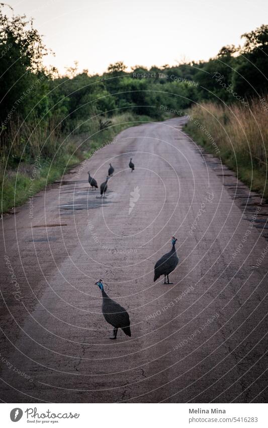 Perlhühner im Südafrika-Nationalpark Afrika Tier Tiermotive Tierwelt Tiere in der Wildnis Perlhuhn Pilanesberg-Nationalpark Vogel Vogelbeobachtung