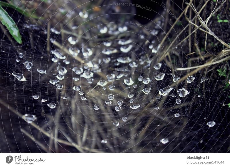 Tautropfen im Spinnennetz Morgen Wald Pflanze Niederschlag Wasser Natur Boden Gras Erde Wassertropfen Tropfen Kondenswasser Netz Gedanke Gefühle schön Regen