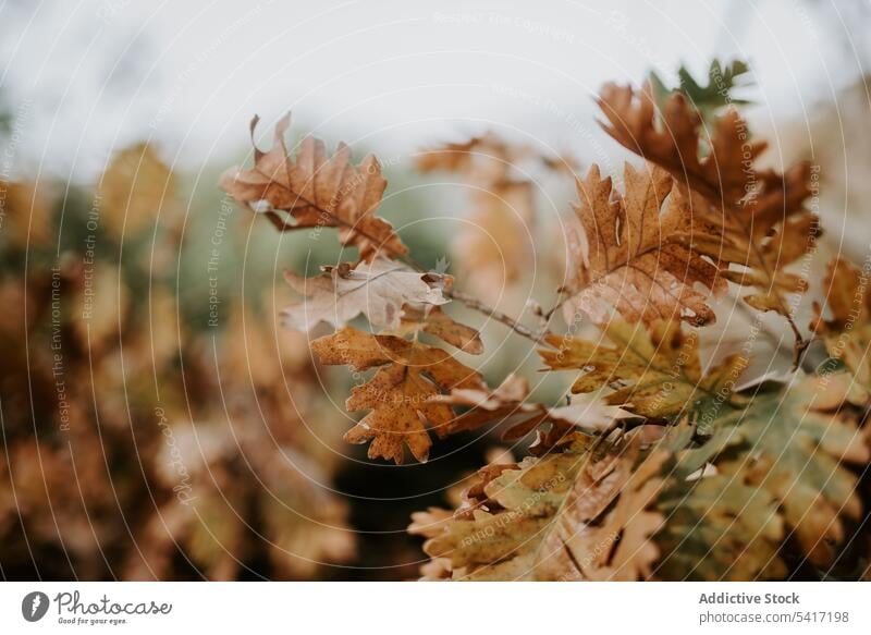 Herbstblätter am Baum Efeu Blätter Wald Natur Pflanze Laubwerk Umwelt schön Flora alt Botanik Kletterpflanzen Wildnis wachsend Vegetation bedeckt Klettern