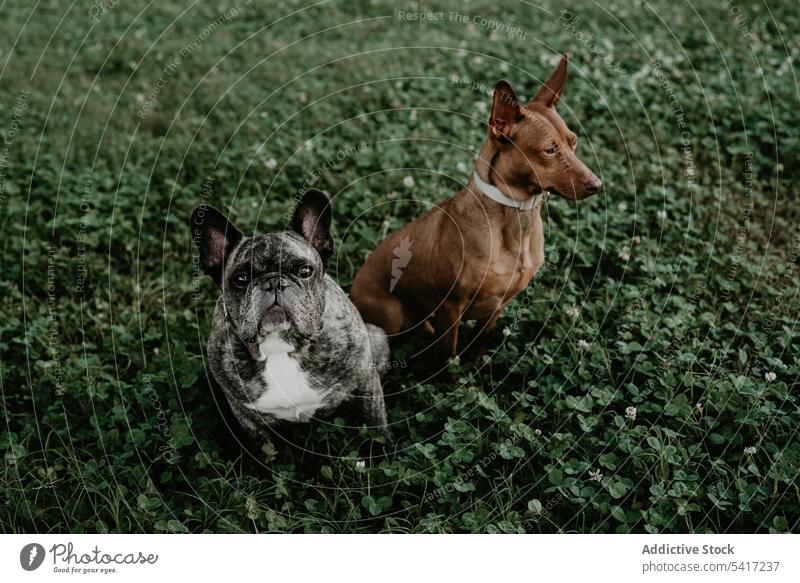 Französische Bulldogge und Jagdhund sitzen im Gras gealtert Hund heimisch Reinrassig Eckzahn züchten Haustier Säugetier Porträt bezaubernd Tier lustig pelzig