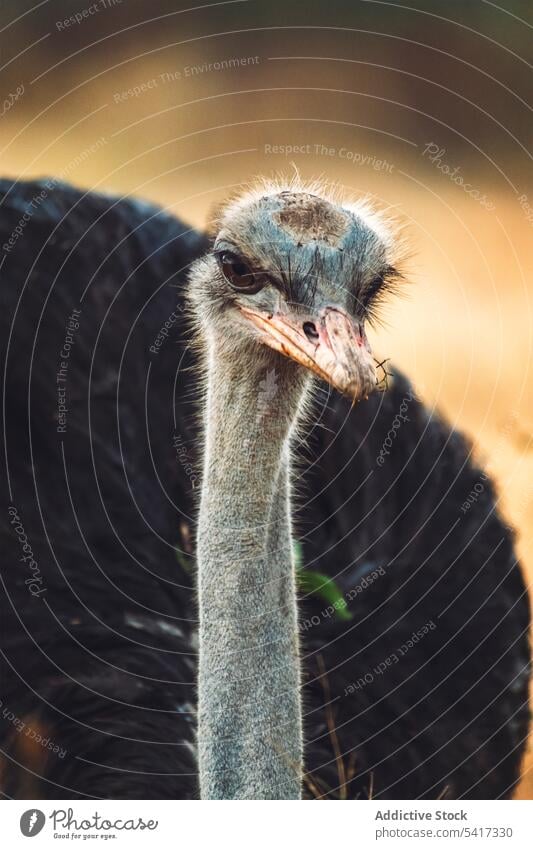 Erstaunlicher Strauß in der Natur Nationalpark Äthiopien wild Vogel Afrika Tier Safari Reserve Tierwelt Erhaltung Kopf riesig groß Landschaft Hals Fauna Savanne