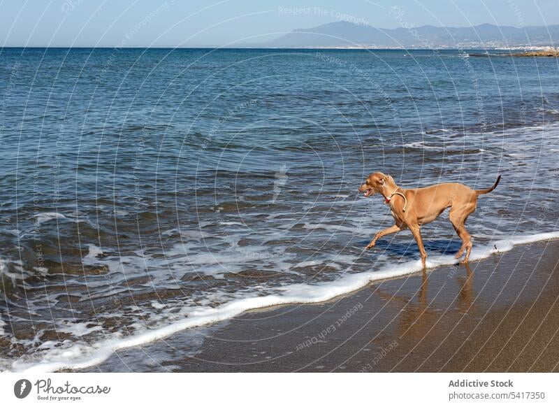 Welpe spielt im Wasser am Meer Spielen Seeküste Strand niedlich freundlich Hund spielerisch sonnig Kragen Meeresufer Haustier Tier rennen lustig neugierig aktiv