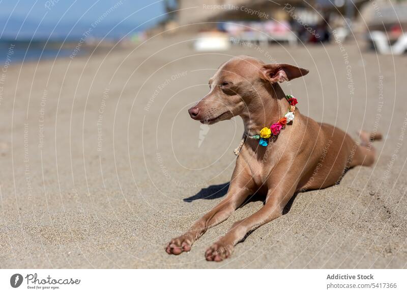 Kleiner italienischer Windhund am Strand Hund Italienisches Piccolo MEER Sommer sonnig Feiertage Urlaub sonniger Tag spielen Spielen Eckzahn Sand Tier blau