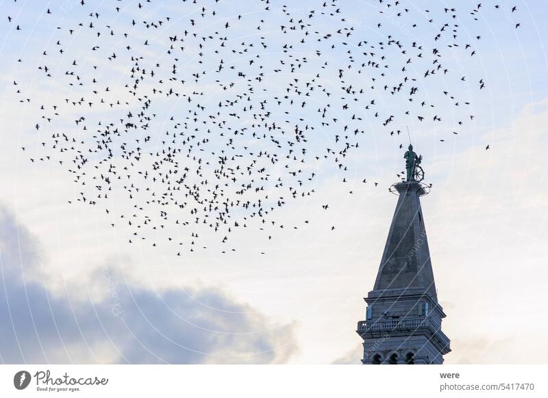 Ein Schwarm Stare fliegt am Abend als Zugvogel um den Turm der Kirche der Heiligen Euphemia in der Stadt Rovinj in Kroatien MEER Hl. Euphemia Wasser Tier