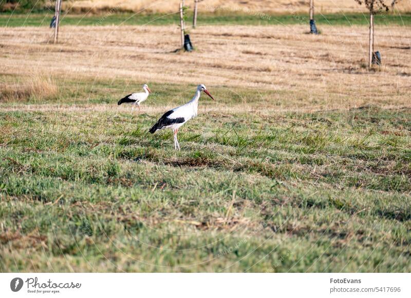 Storch ( Ciconiidae ) stehend auf einer Wiese Weißstorch Landwirbeltiere Schnabel Gnathostomata Natur Vögel Wirbeltiere Tier ciconia ciconia ciconia