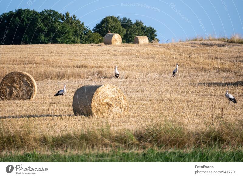 Störche ( Ciconiidae ) auf einem Stoppelfeld zwischen Heuballen Weißstorch Natur Tag Wirbeltiere Stroh Schwarm Tier Ackerbau Klapperstorch oft Vogel im Freien