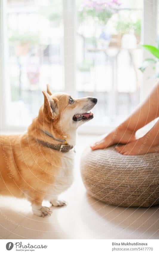 Welsh Corgi Hund Pembroke schaut auf seinen Besitzer zu Hause, lächelnd. Moderne Wohnung Interieur mit einer grünen Pflanze.  Gemütlicher Lebensstil der Millennials. Morgen mit Hund.