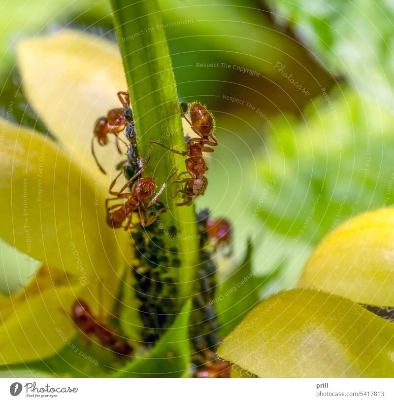 Gewöhnliche rote Ameisen und Pflanzenläuse Blattlaus Rebläuse Myrmicinae Rote Waldameise Europäische Feuerameise Myrmica rubra Symbiose Taubnessel lamium Blume