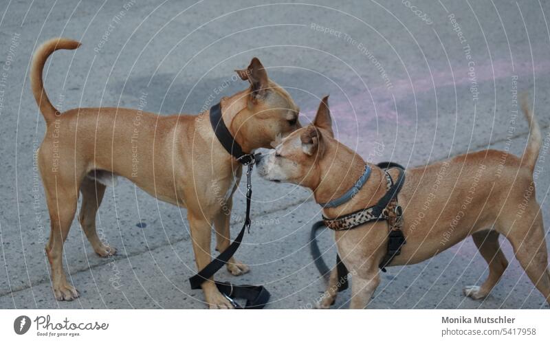 Hundefreunde Hundeblick Hundeschnauze Haustier Tier Tierporträt Tiergesicht Hundekopf Blick Wachsamkeit Tierliebe Fell niedlich Farbfoto Neugier Schnauze