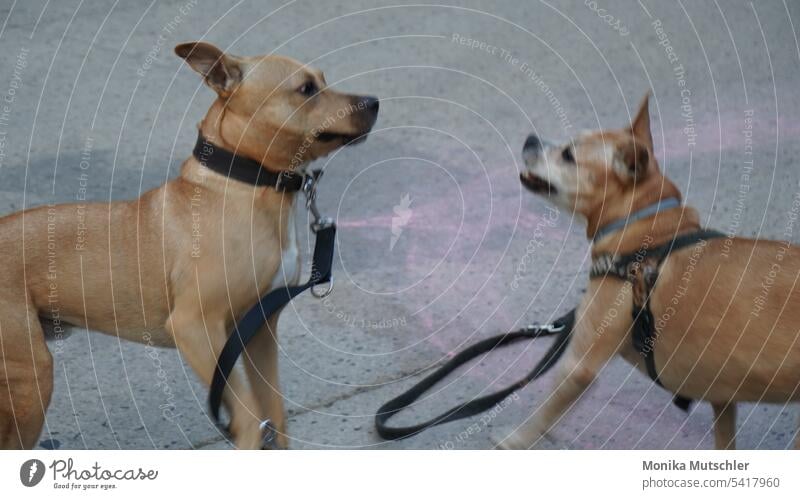 Spielende Hunde Hundeblick Hundeschnauze Haustier Tier Tierporträt Tiergesicht Hundekopf Blick Wachsamkeit Tierliebe Fell niedlich Farbfoto Neugier Schnauze