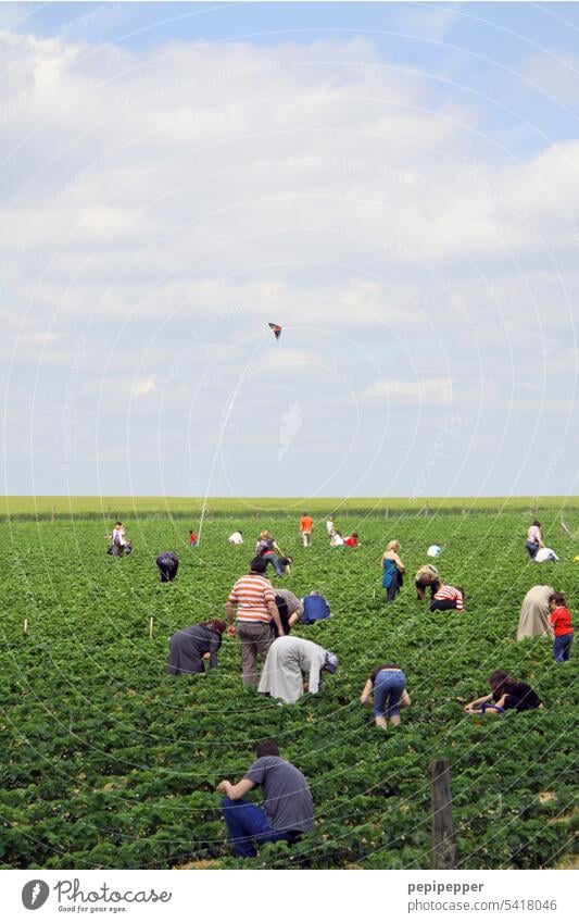 Erdbeeren pflücken Erdbeerernte erdbeere Ernte Frucht frisch Sommer rot lecker reif Lebensmittel fruchtig Vitamin süß Erdbeerfeld Feld Ernährung