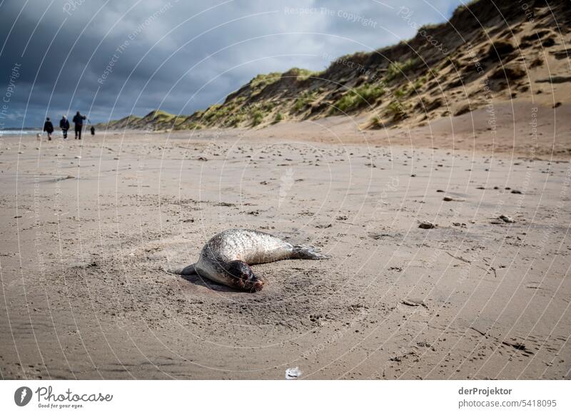 Tote Robbe am Strand von Vorupør Spaziergang Idylle Turm Sommertag Urlaubsfoto sommerlich Natur Urlaubsort cold hawaii Nordseeküste erholen & entspannen"