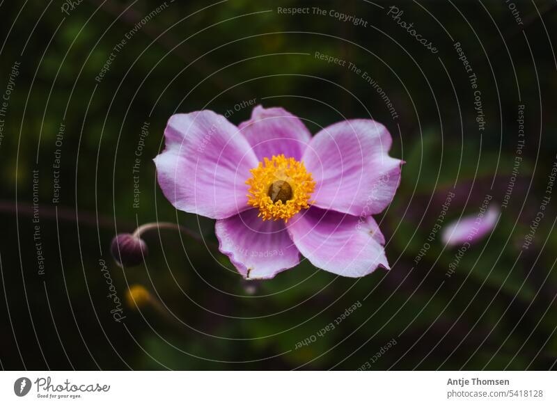 Einzelne geöffnete Blüte einer Anemone/Windröschen Anemonen Blühend Nahaufnahme Natur Blume Herbstanemone zart lila Schwache Tiefenschärfe