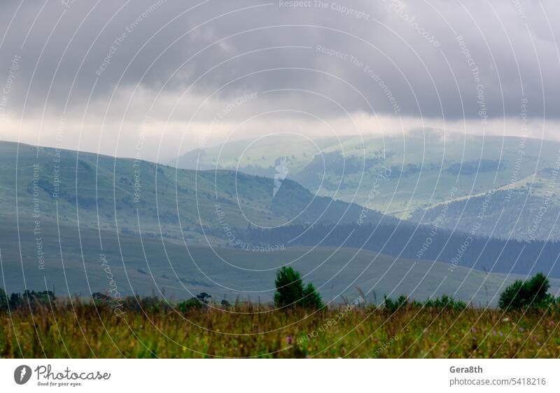 Alpweiden mit grünen Bäumen im Nebel alpin Alpen Hintergrund schön Klima Cloud Wolken Tag Umwelt Feld Wald Gras hoch wandern Hügel Landschaft Wiese Morgen