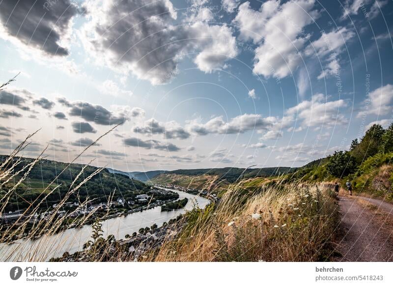 moselliebe Hunsrück Moseltal Sonnenlicht Mosel (Weinbaugebiet) Flussufer Rheinland-Pfalz Ruhe Idylle Wege & Pfade Weinstock Weinrebe Weintrauben Weinberg