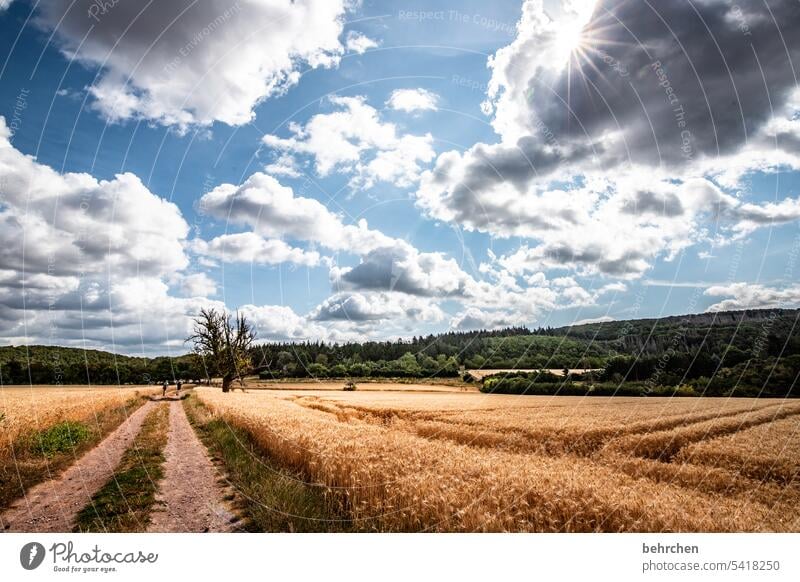 ein langer weg Wege & Pfade Getreide Feld Getreidefeld Sommer Landwirtschaft Natur Kornfeld Landschaft Umwelt Pflanze Nutzpflanze Ackerbau Ernte idyllisch