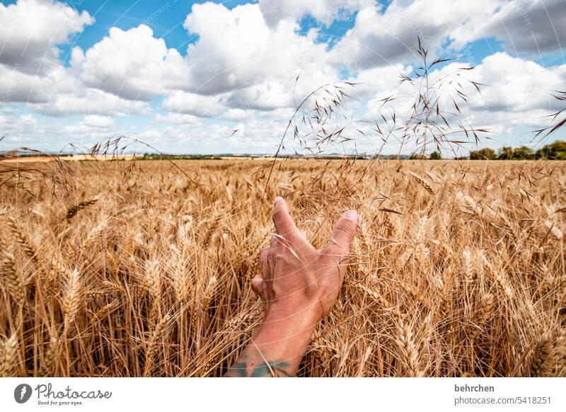 streicheleinheit ökologisch natürlich berühren Streicheln Hand Ernte Landschaft Außenaufnahme Umwelt Ackerbau Nutzpflanze idyllisch Idylle Pflanze Korn Kornfeld