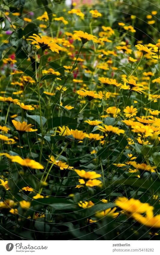 Rudbeckia erholung ferien garten kleingarten kleingartenkolonie menschenleer nachbarschaft natur pflanze ruhe saison schrebergarten sommer textfreiraum