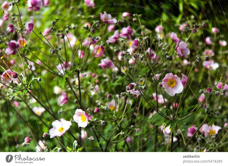 Herbstanemonen blühen blüte dämmerung erholung ernte ferien garten hecke kleingarten kleingartenkolonie knospe korbblütler menschenleer natur pflanze ruhe