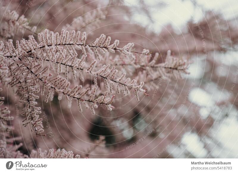 rosa blühende Tamariske rosa blühender Strauch Nahaufnahme Hintergrund neutral Hintergrundbild Natur Unschärfe Blüte