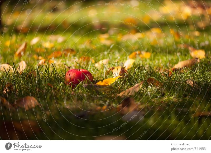 Als Schneewittchen... Lebensmittel Frucht Apfel Picknick Bioprodukte Vegetarische Ernährung Gartenarbeit Erde Sonnenlicht Herbst Schönes Wetter Gras Blatt Wiese