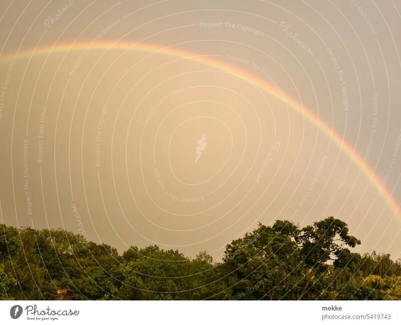 echter Regenbogen in freier Wildbahn Himmel Sonne Unwetter Sonnenlicht Licht Wolken farbenfroh Schauer Stimmung Schatten Bäume Wald Park Sonnenuntergang