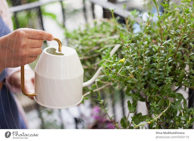 Hand mit Gießkanne in Großaufnahme. Frau bewässert grüne Pflanzen auf dem Balkon. Zimmerpflanzen und Blumen Gartenarbeit Hobby. Urbane Dschungel Millennial Hause Interieur Wohnung.