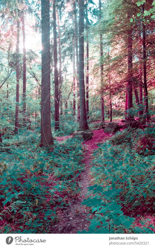 Waldweg Bahndamm Falschfarben Blätter Natur Fake-Infrarotaufnahme bunt Naturliebe Weg Pfad Cover laufen wandern besonders waldgebiet sonnig grün pink rosa Bäume