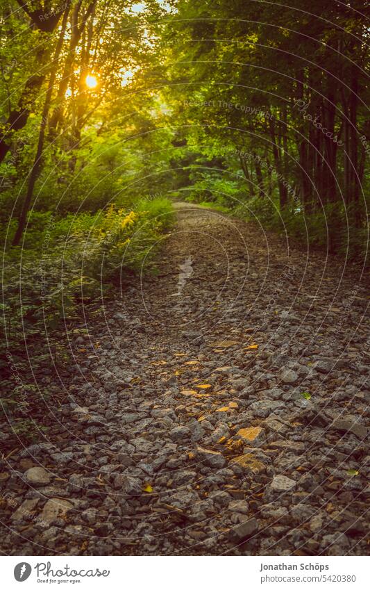 ehemaliger Bahndamm als Weg im Wald steinig Pfad Waldweg Gegenlicht Sonnenuntergang idylle Ruhe laufen wandern outdoor Steinweg Natur Bäume Erholung Spaziergang